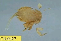 藏品(顯著瓊娜蟹)的圖片